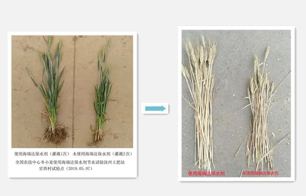 节水增粮——海瑞达保水剂在小麦中的应用(图2)